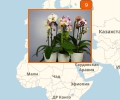 Где купить орхидеи в Нижнем Новгороде?